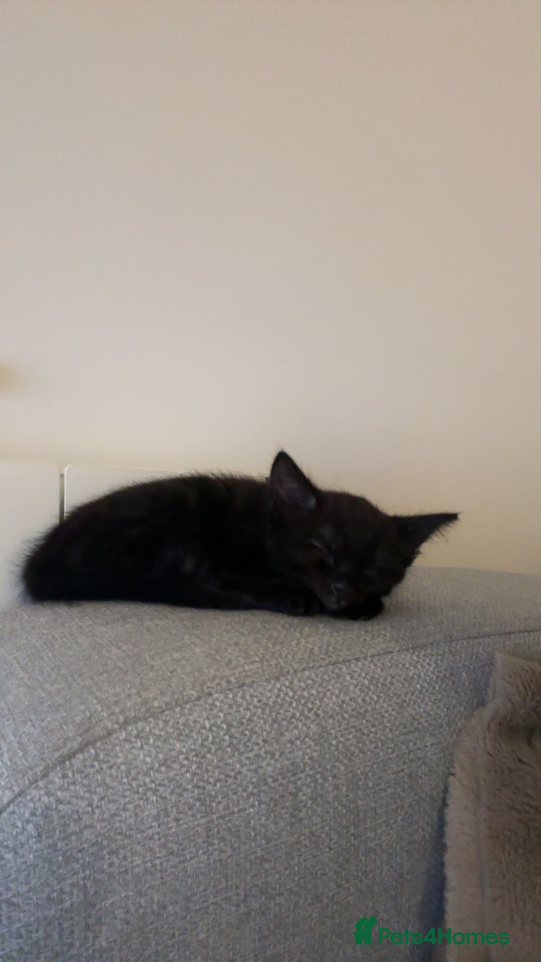 British Longhair cats for sale: Beautiful 10 Week Old Kitten - Image 7