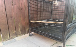 Mixed Breed birds for sale: Bird cage  - Image 4