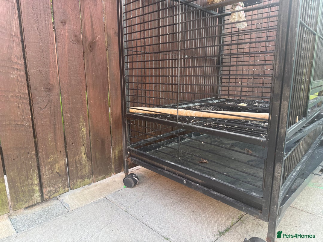 Mixed Breed birds for sale: Bird cage  - Image 4