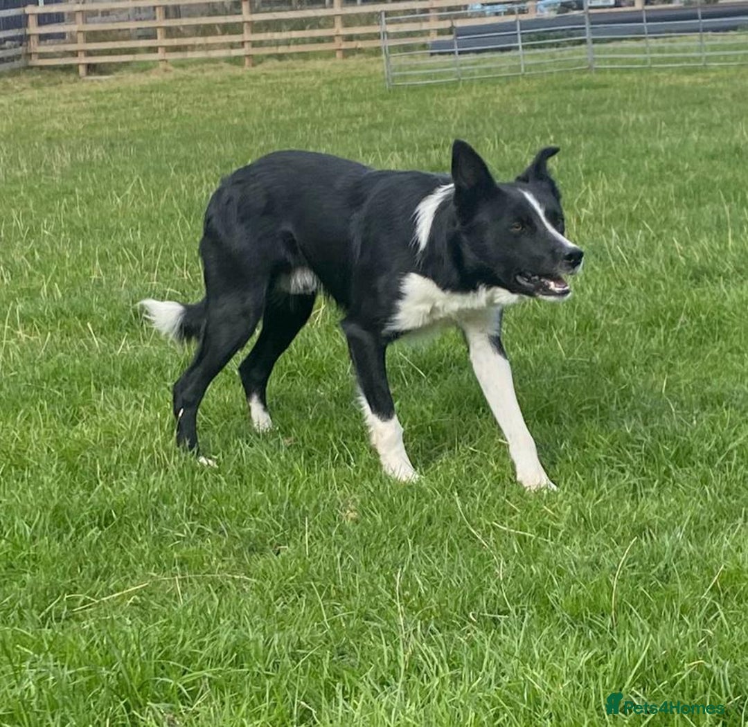 Border Collie dogs for sale: Lovley border collie - Image 4