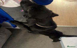 Mixed Breed dogs for sale: Rocky  - Image 5