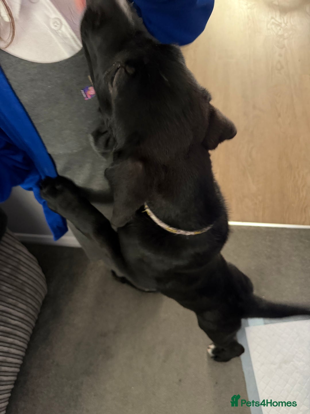Mixed Breed dogs for sale: Rocky  - Image 5