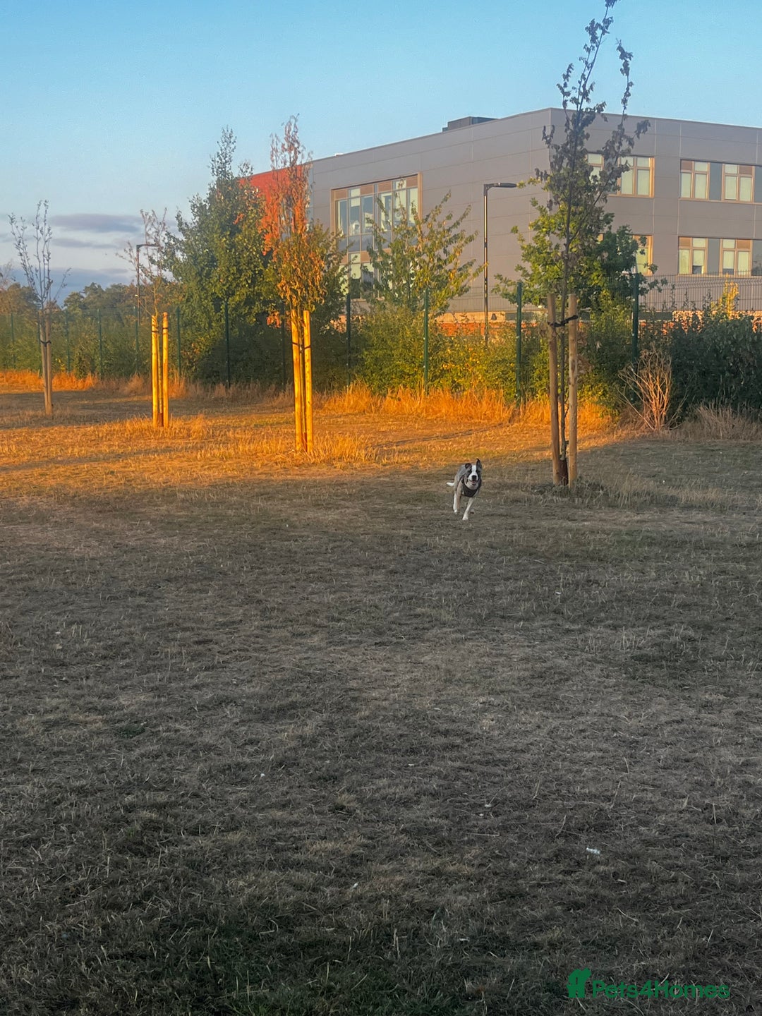 Mixed Breed dogs for sale: Dog for sale  - Image 5