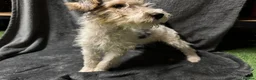 Fox Terrier dogs for sale: Fox terrier puppy’s for sale  - Advert 2