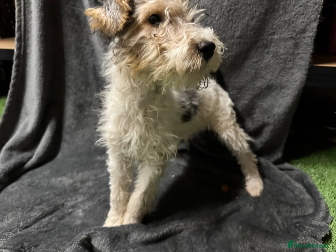Fox Terrier dogs for sale: Fox terrier puppy’s for sale  - Advert 2