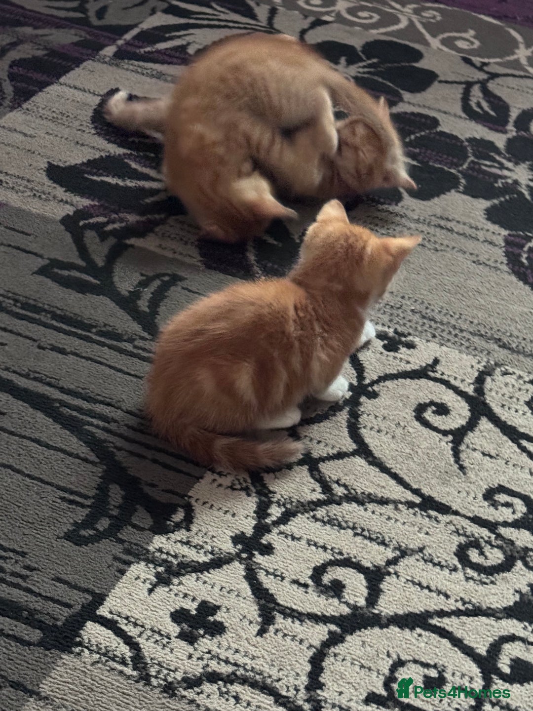 Mixed Breed cats for sale: 3 gorgeous ginger kittens READY NOW - Image 7