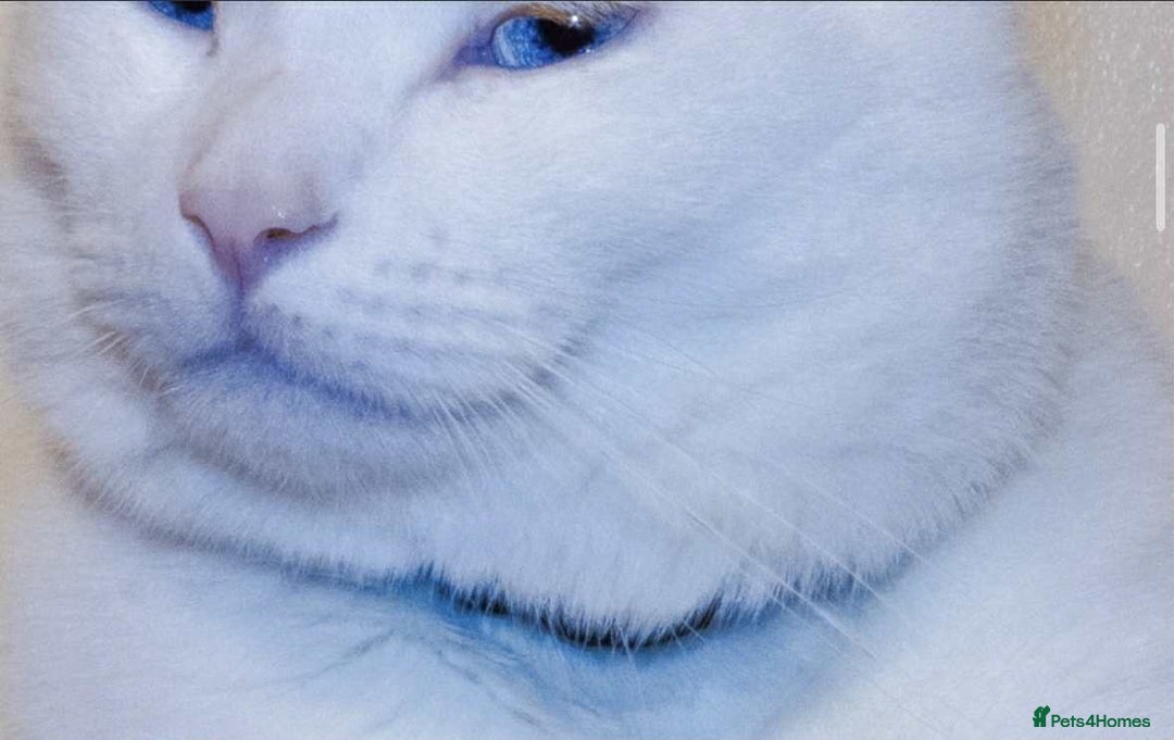 Mixed Breed cats for sale: Mr Blue for Sale - Image 2