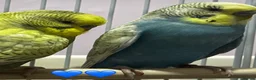 Budgerigars birds for sale: Two Budgies for sale with cage  - Advert 2