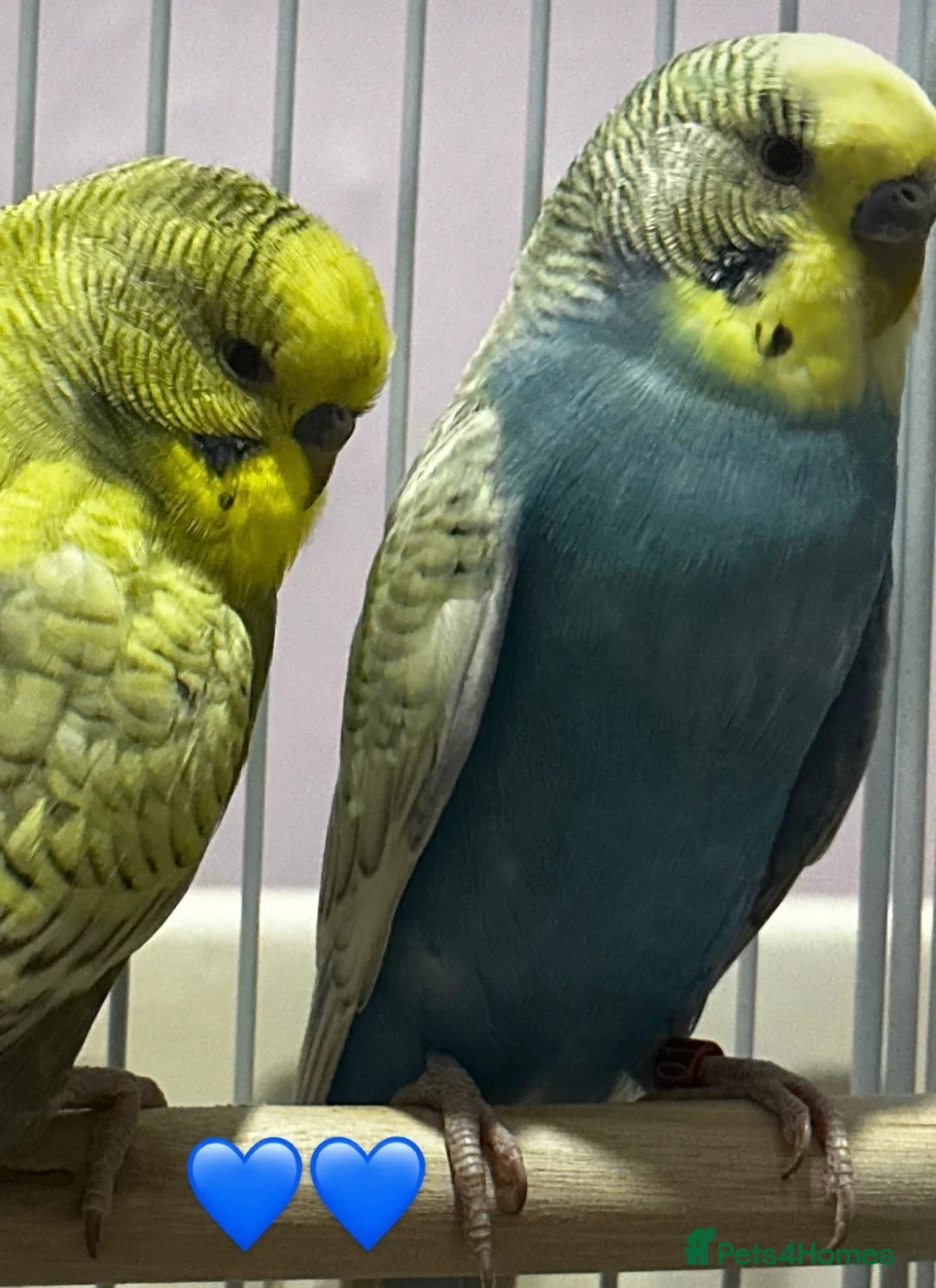 Budgerigars birds for sale: Two Budgies for sale with cage  - Advert 2