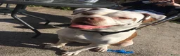 American Bulldog dogs for sale: American bulldog puppies  - Advert 14