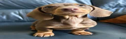 Miniature Dachshund dogs for sale: Miniature Dachshund for Rehoming in Birmingham - Advert 4