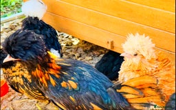 Chickens poultry for sale: Beautiful Polish Chivkens - Smooth & Frizzle! - Image 4