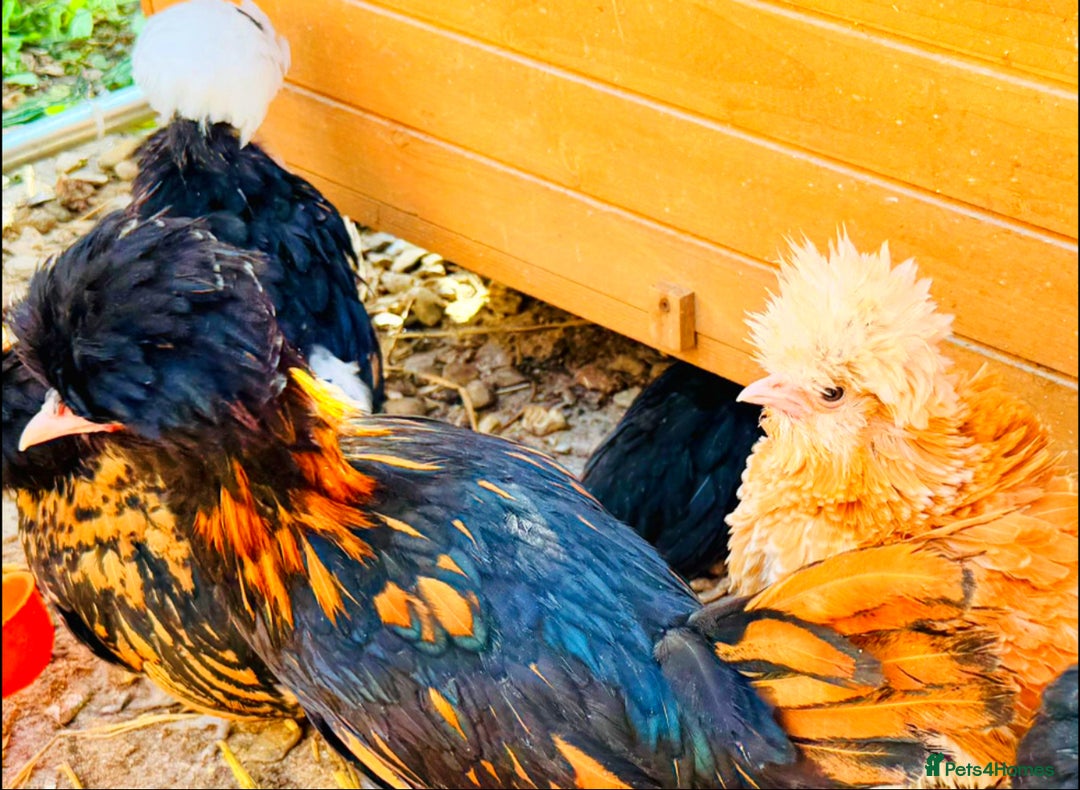 Chickens poultry for sale: Beautiful Polish Chivkens - Smooth & Frizzle! - Image 4