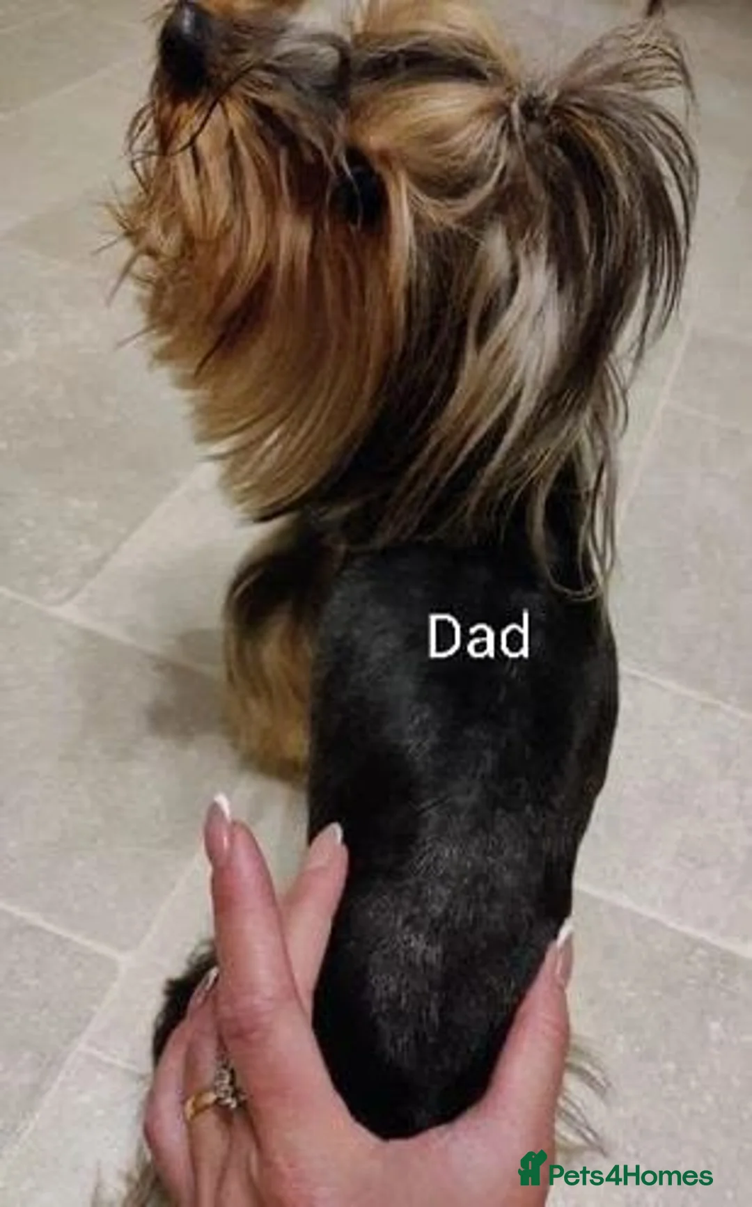 Yorkshire Terrier dogs for sale: TINY pedigree Girl - Advert 13
