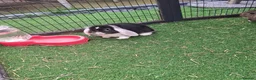 Mini Lop rabbits for sale: Mini lop - Advert 9