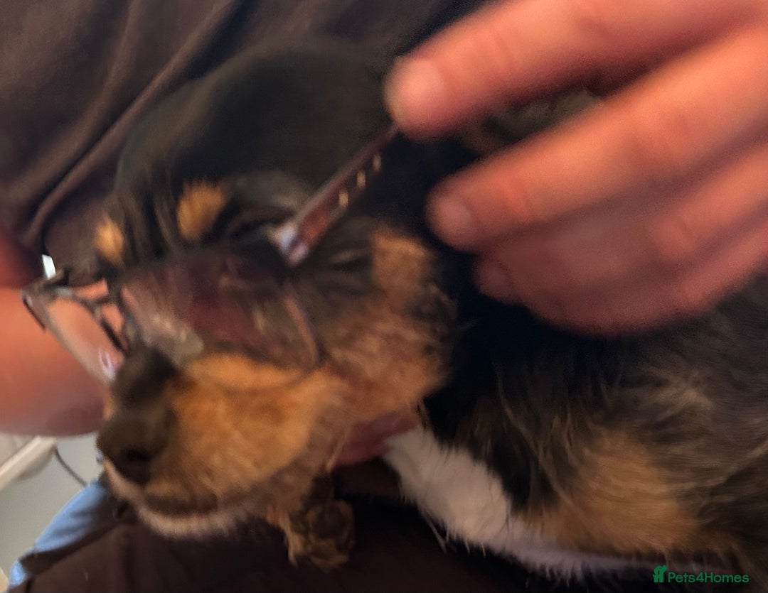 Mixed Breed dogs for stud: Proven 5yr old Jack Tzu for stud - Advert 4