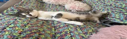 Mixed Breed cats for sale: Ivy looking for a new home - Advert 3