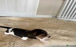 Beagle dogs for sale: Davicard/duffosee beagles - Image 18