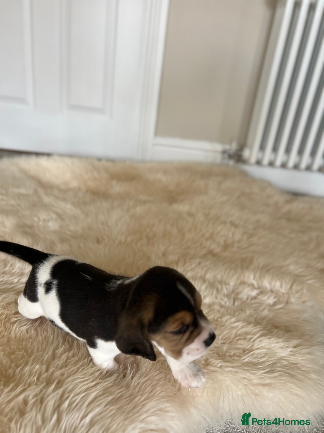 Beagle dogs for sale: Davicard/duffosee beagles - Image 18
