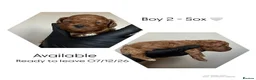 Cavapoo dogs for sale: Cavapoo puppies 🥰 - Advert 3