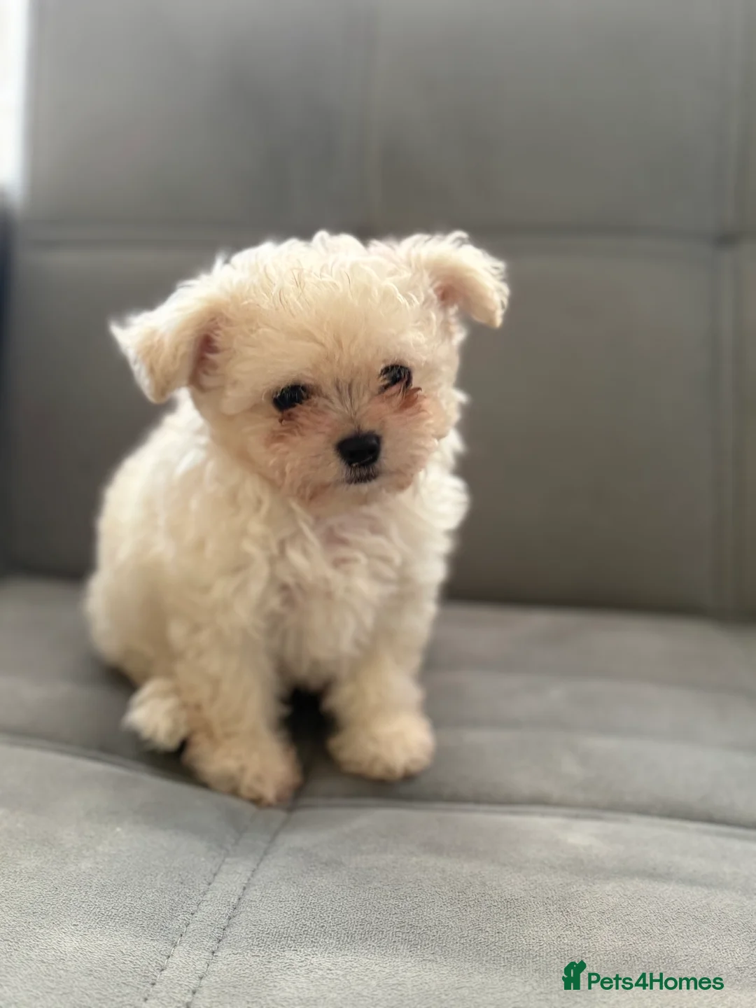 Mixed Breed dogs for sale: Adorable & Clever Chihuahua X Terrier Pup (Bobby) - Advert 5
