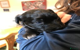 Mixed Breed dogs for sale: Collie x sprocker  - Image 6