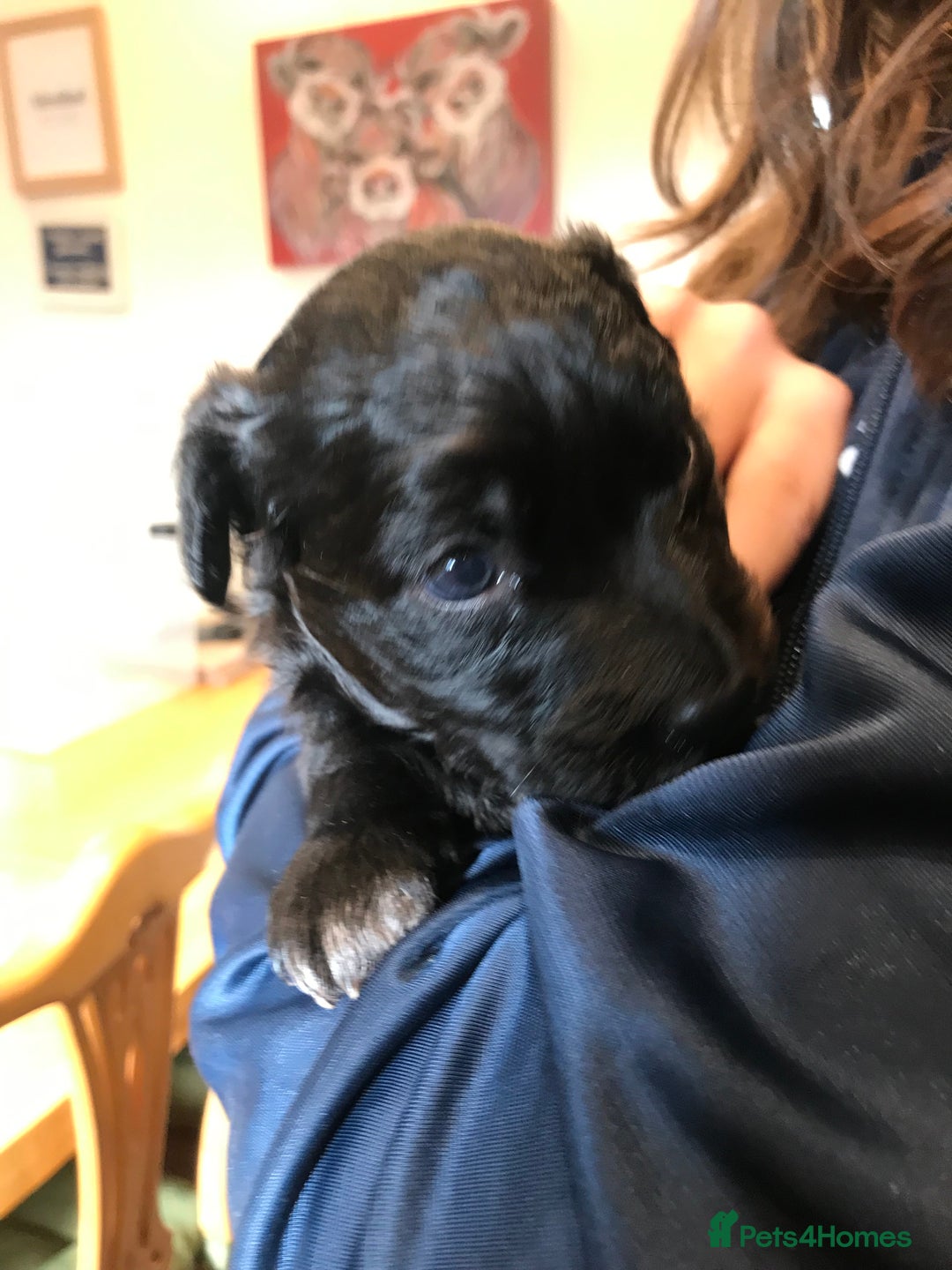 Mixed Breed dogs for sale: Collie x sprocker  - Image 6