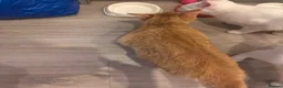 Mixed Breed cats for sale: Ginger and white beauty  - Advert 3