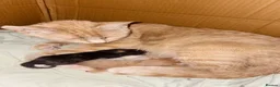 Mixed Breed cats for sale: Cute Bonded Twin Ginger & Calico kittens  - Advert 12