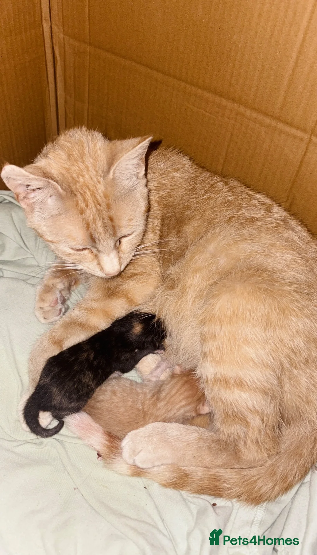Mixed Breed cats for sale: Cute Bonded Twin Ginger & Calico kittens  - Advert 12
