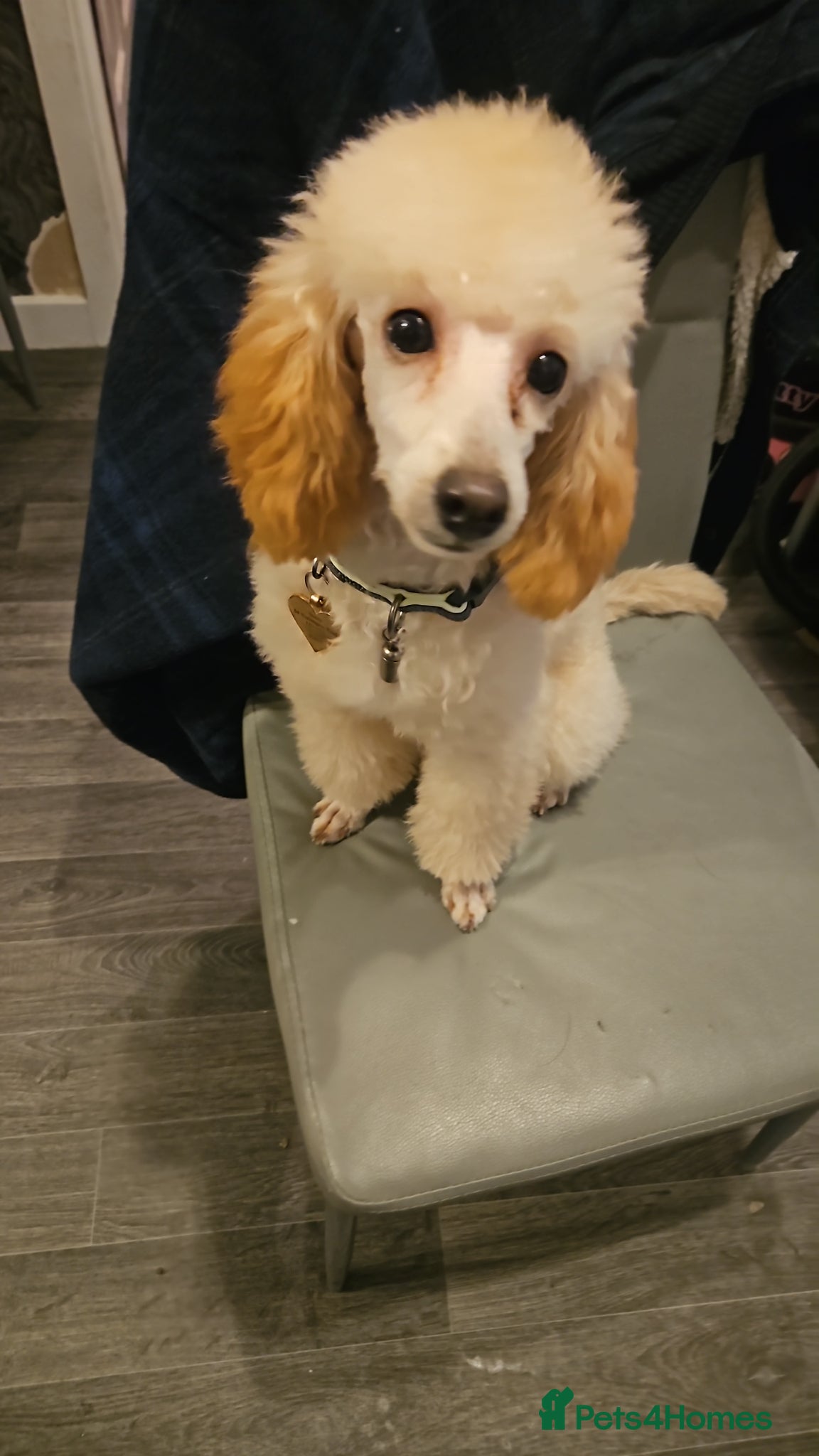 Chipoo dogs for sale:  Chihuahua x miniature poodles  in Leicester - Advert 29