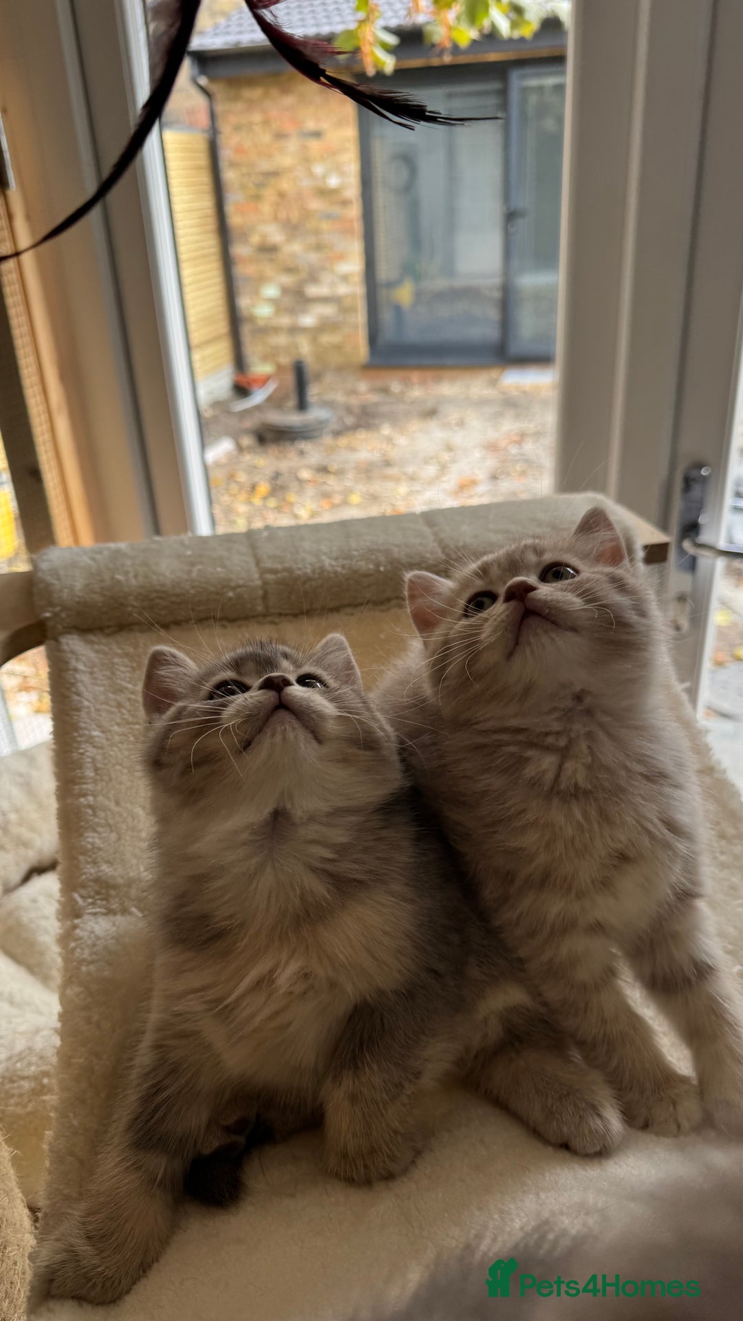 Scottish Fold cats for sale: Pedigree Scottish fold and straight kittens - Image 10