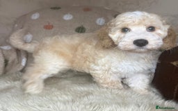 Cockapoo dogs for sale: Pedro f1 cockapoo  - Image 19