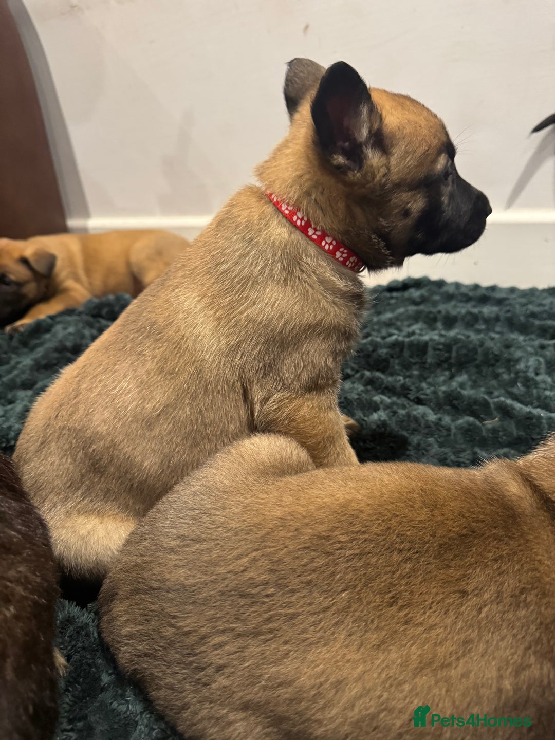 Mixed Breed dogs for sale: Gorgeous GSD X Belgian Malinois Pups Available - Advert 15
