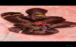 Sprocker dogs for sale: Sprocker Puppies - Image 3