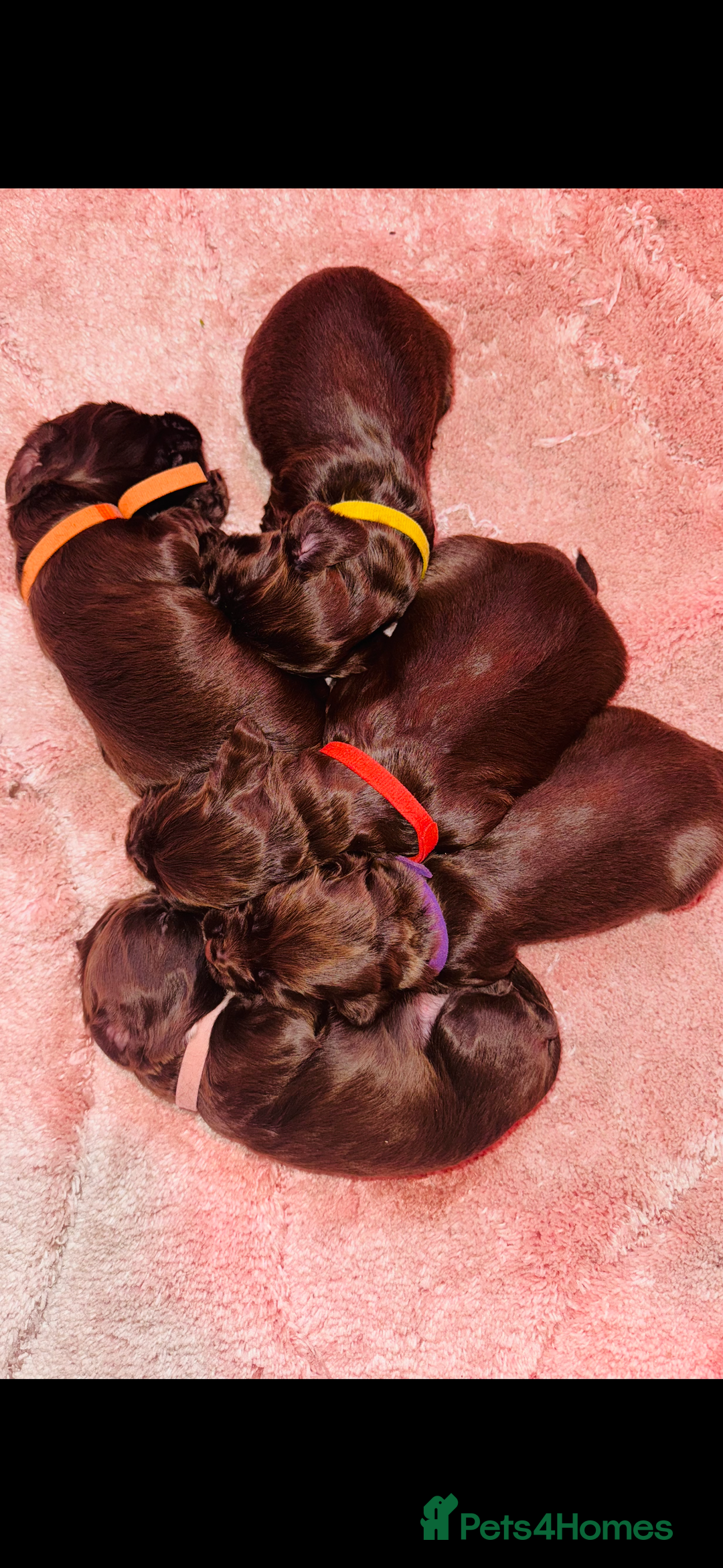 Sprocker dogs for sale: Sprocker Puppies - Image 3