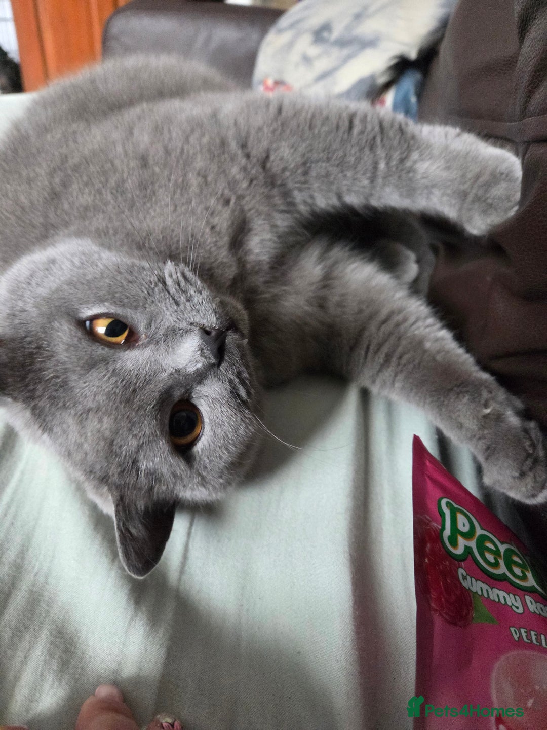 British Shorthair cats for sale: Beautiful british blue male  - Image 5