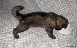 German Shepherd dogs for sale: Czech German Shepherd KC Registered puppies - Image 11