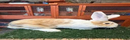 Continental Giant rabbits for sale: Pure breed continental giants female  - Advert 2