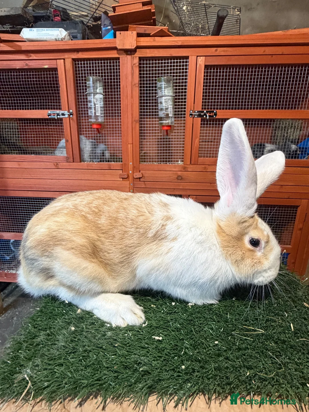 Continental Giant rabbits for sale: Pure breed continental giants female  - Advert 2