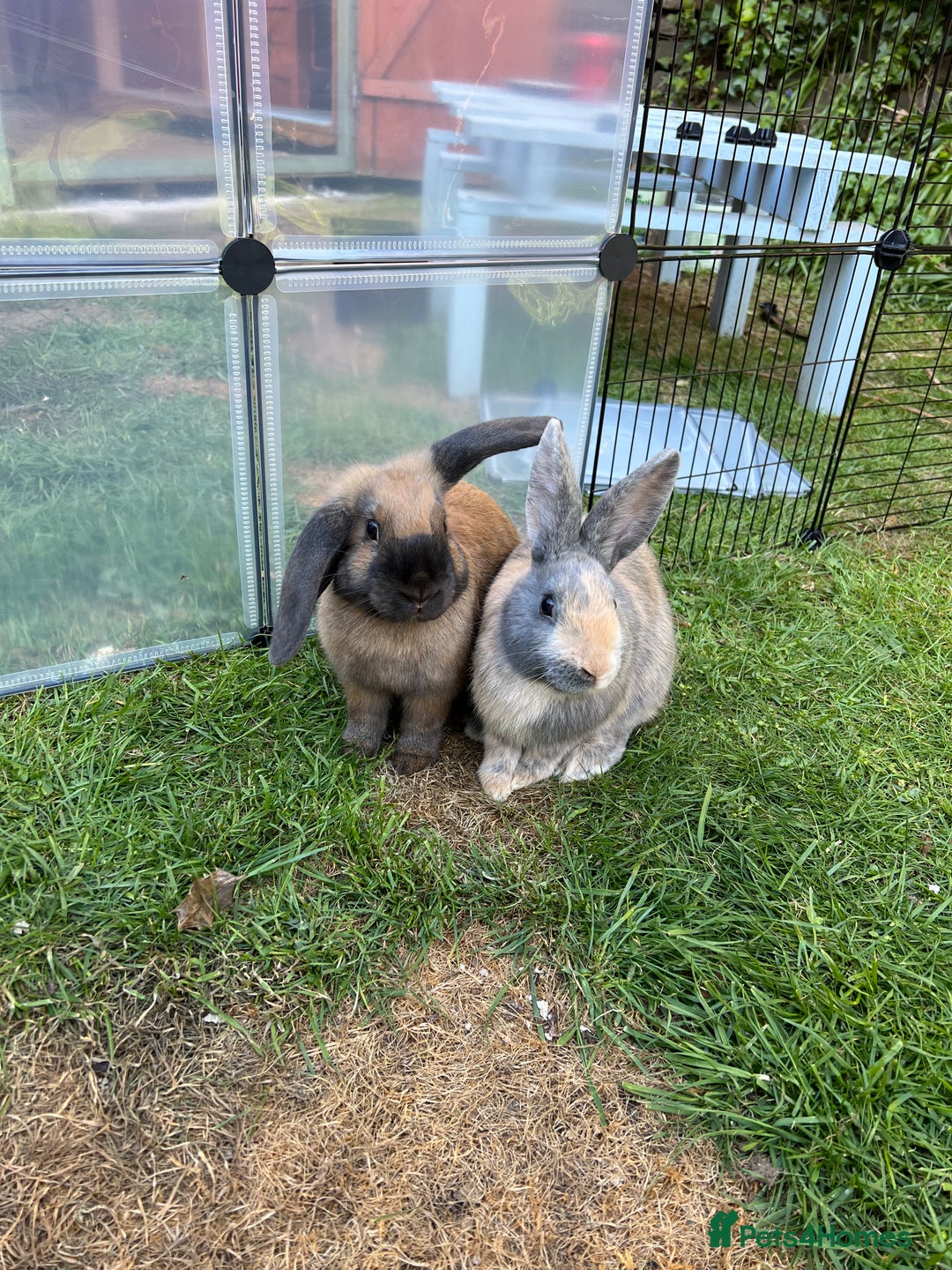 English Lop rabbits for sale: Two bonded neutered male rabbits  - Image 1