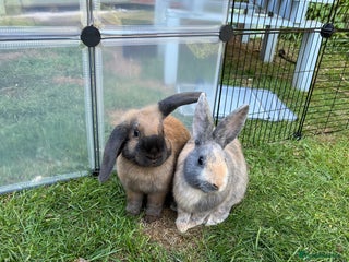 English Lop rabbits - Advert 40