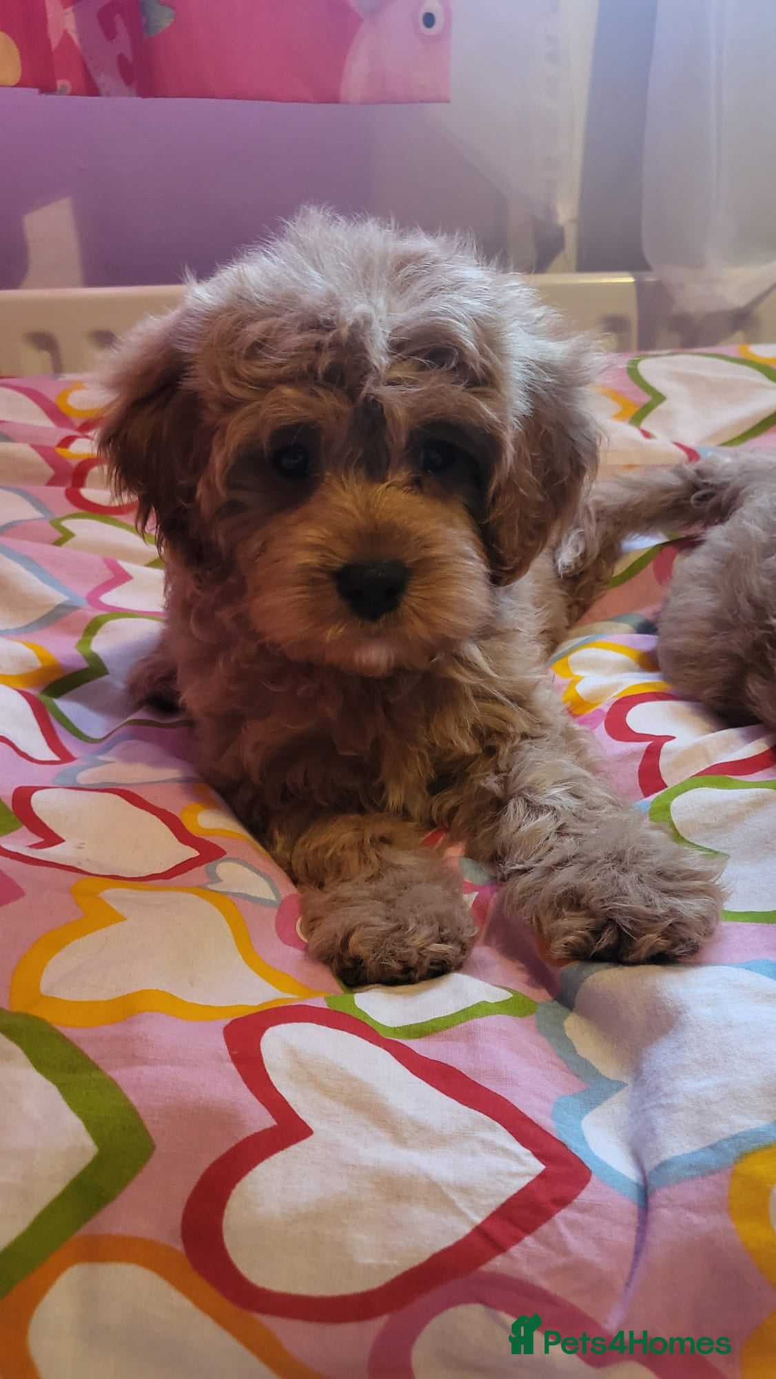 Cavapoo dogs Exquisite F1 Cavapoo Puppies - Advert 1