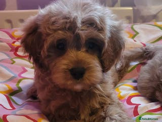 Cavapoo dogs Exquisite F1 Cavapoo Puppies - Advert 5
