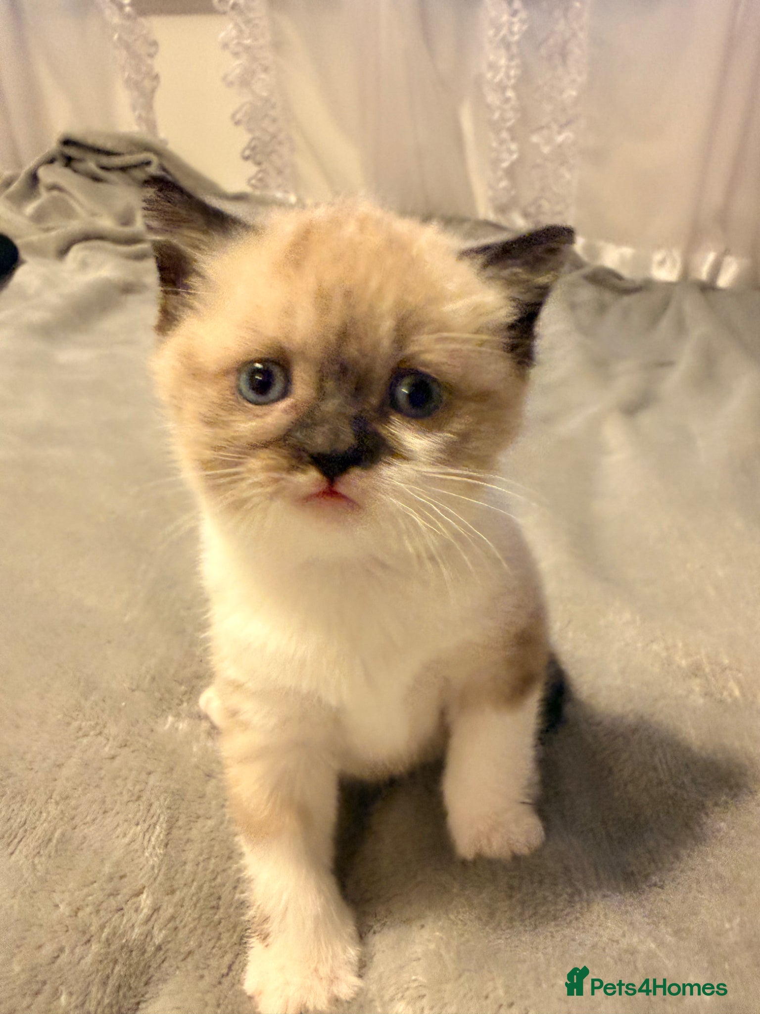 Ragdoll cats Beautiful Ragdoll mix with Siamese female kitten! - Advert 8