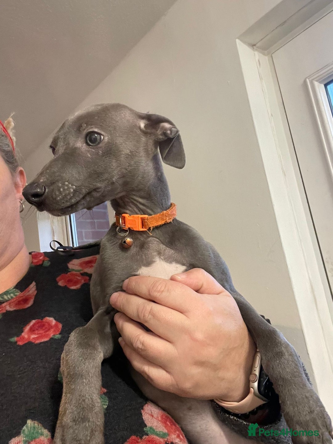Whippet dogs for sale: KC Blue whippets for sale - Advert 5