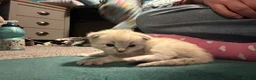 Ragdoll cats for sale: 2 Gorgeous Full Ragdoll Kittens in Falkirk - Advert 5
