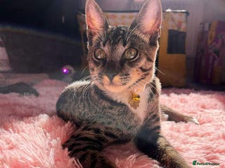 Savannah cats Beautiful Savannah Girl - Advert 2