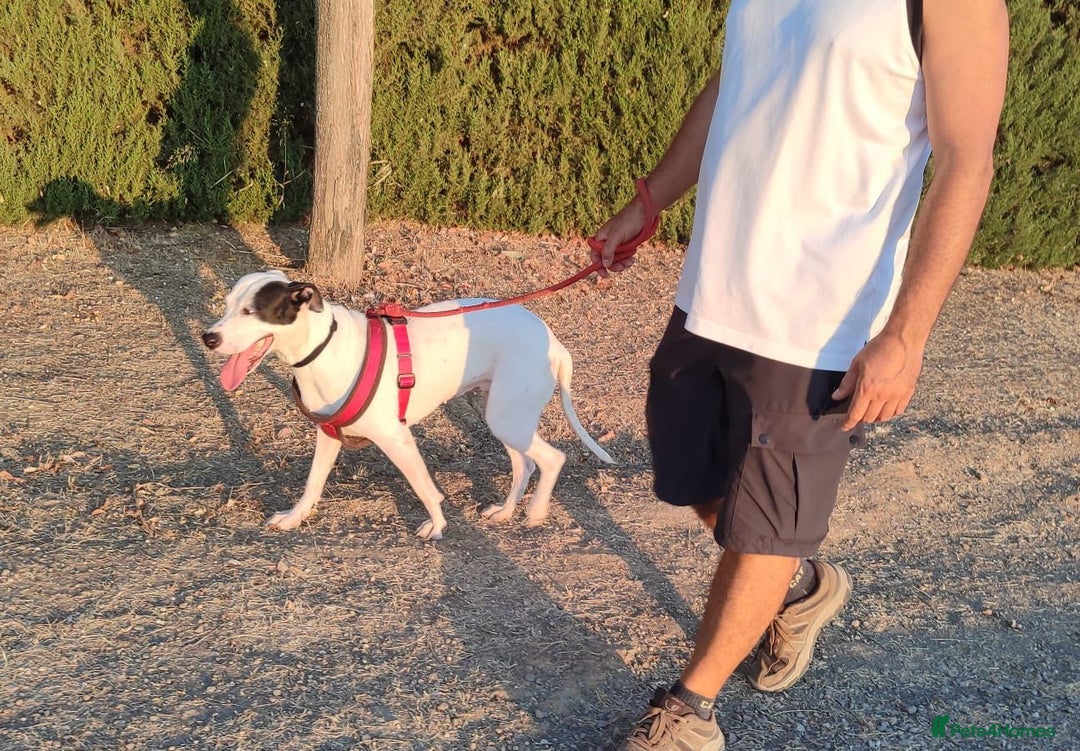 Mixed Breed dogs for adoption: KENYA: Loves Everyone and Everything! - Advert 4