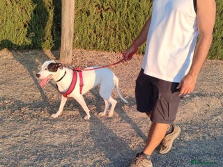 Mixed Breed dogs Reduced Fee -Urgent Home Needed 🚨 - Advert 23